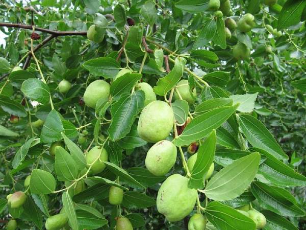 Nằm mơ thấy cây táo sai trĩu quả