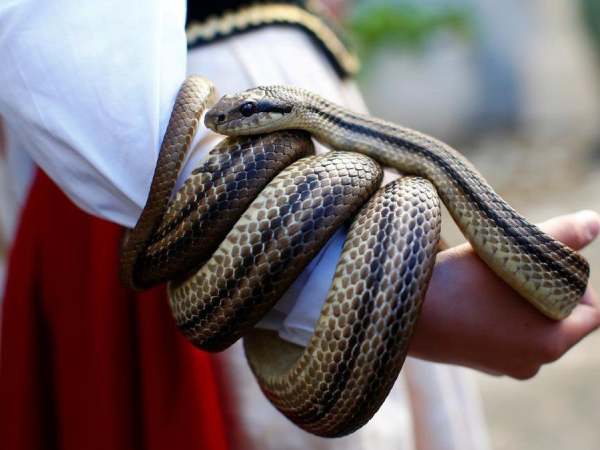 Cách hóa giải vận xui khi nằm mơ thấy rắn bò lên người