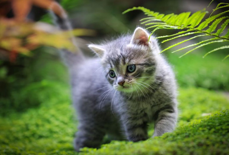 Vận trình tử vi tuổi Mão ngày 20/11/2025 tốt hay xấu?