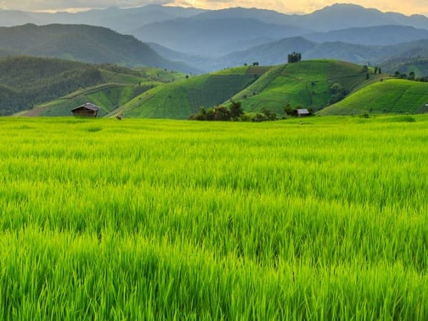 Nằm mơ thấy cánh đồng lúa xanh xen lẫn lúa chín
