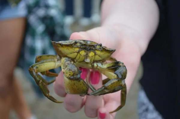 Nằm mơ thấy bắt cua là điềm gì: Lộc hay họa sắp đến?