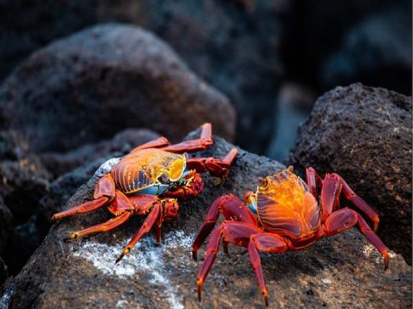 Nằm mơ thấy bắt cua nhưng cua chạy mất