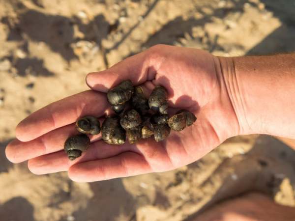 Mơ thấy bắt ốc cùng người khác