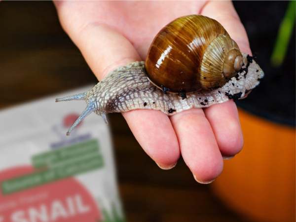 Nằm mơ thấy bắt ốc là điềm gì mà ai cũng tò mò xem?