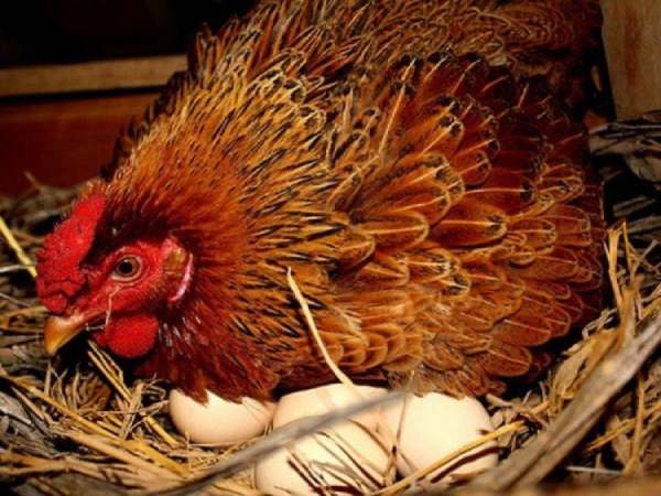 Hé lộ nằm mơ thấy gà đẻ trứng là điềm báo gì phát tài?
