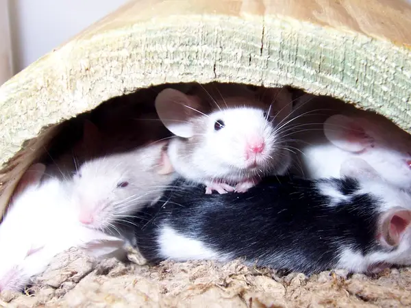 Giải mã nằm mơ thấy nhiều chuột đánh con gì, số gì may mắn?