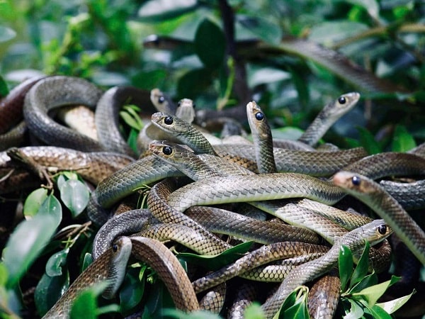 Giải mã nằm mơ thấy đàn rắn đánh con gì, số mấy may mắn?