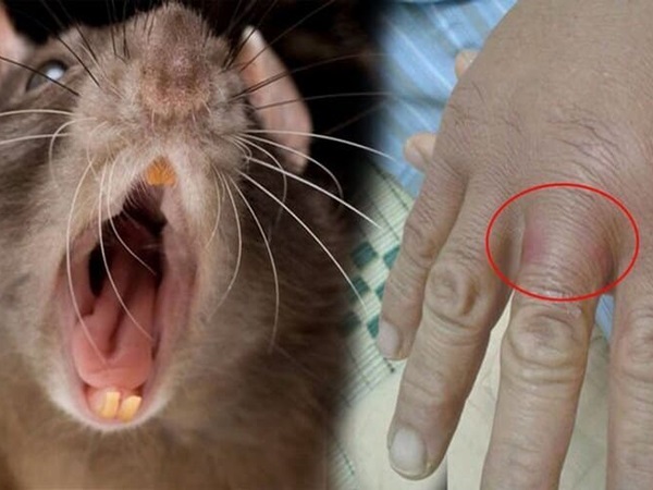 Nằm mơ thấy chuột cắn là điềm gì, con gì giải vận xui?