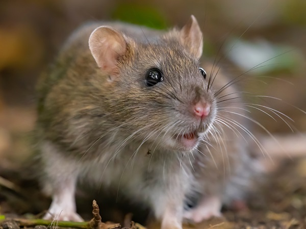 Nằm mơ thấy chuột cắn là điềm gì, con gì giải vận xui?