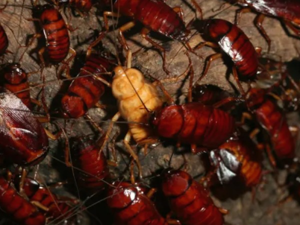 Nằm mơ thấy con gián là điềm gì, số mấy giúp đổi đời?