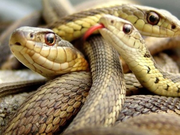 Nằm mơ thấy 3 con rắn là điềm gì, số gì thiêng nhất?