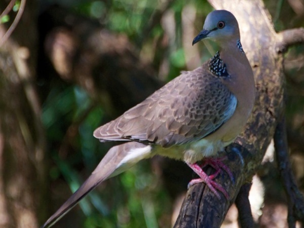 Nằm mơ thấy chim cu gáy là điềm gì, con gì số gì chuẩn?