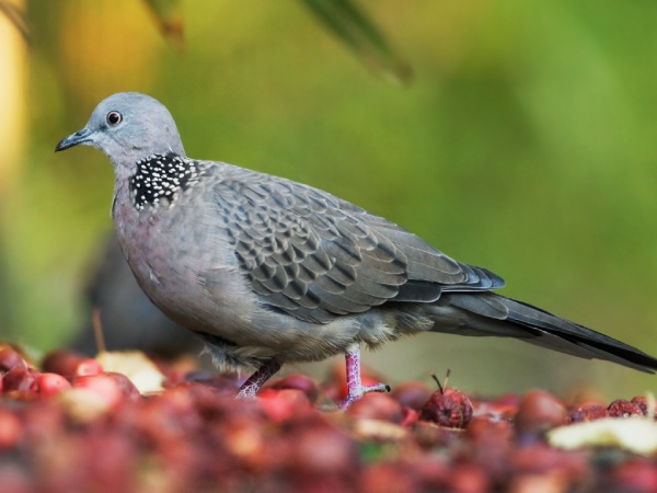 Nằm mơ thấy chim cu gáy là điềm gì, con gì số gì chuẩn?