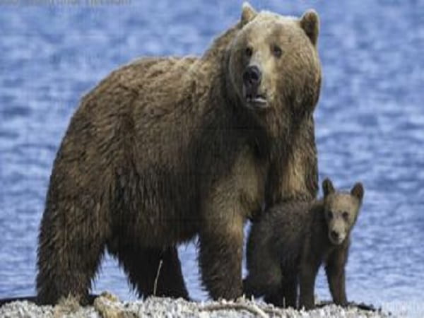 Con gấu số mấy - gợi ý bộ số may mắn