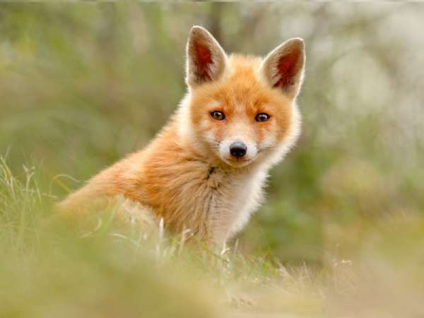 Con cáo số mấy? Con cáo số mấy?