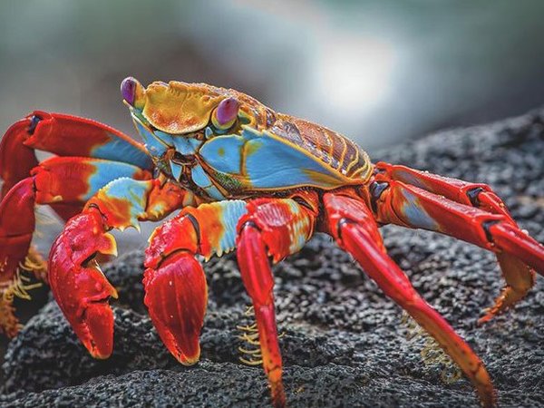 Nằm mơ thấy cua là điềm gì, chọn con gì số mấy đẹp? 