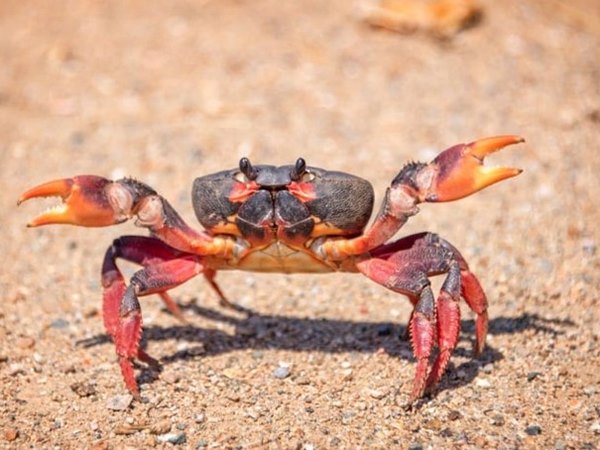 Nằm mơ thấy cua là điềm gì, chọn con gì số mấy đẹp? 