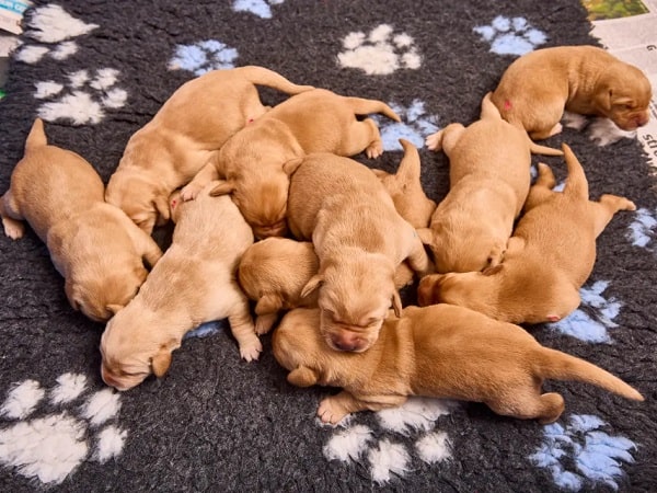 Giải mã ý nghĩa nằm mơ thấy đàn chó con ứng với số mấy?