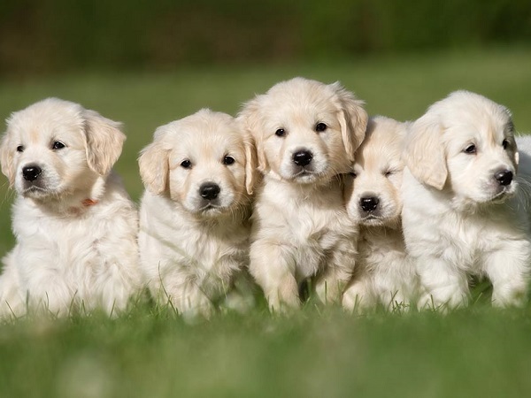 Giải mã ý nghĩa nằm mơ thấy đàn chó con ứng với số mấy?