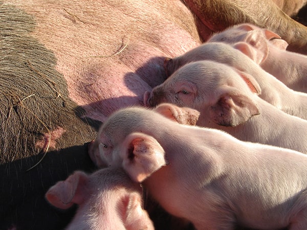 Giải mã nằm mơ thấy lợn đẻ đánh con gì, số mấy may mắn?