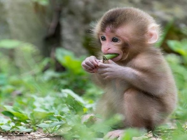 Ý nghĩa chung của giấc mơ thấy khỉ con