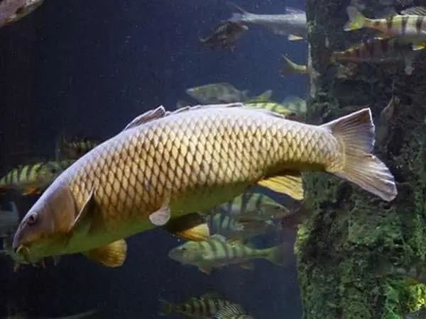 Cá chép số mấy tìm hiểu ý nghĩa hình ảnh cá chép