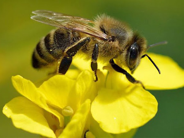 Con ong số mấy? Giải mã mơ thấy con ong là điềm gì?