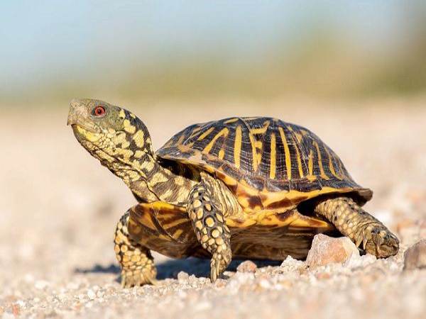 Con rùa số mấy? Luận giải vận may theo từng trường hợp