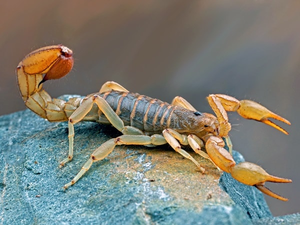 Nằm mơ thấy bò cạp khổng lồ