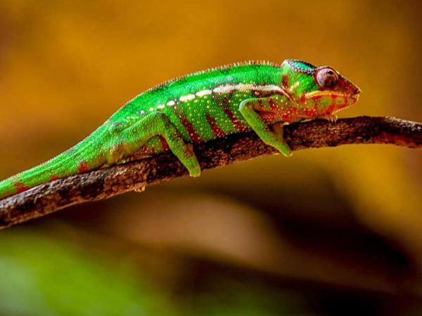 Con tắc kè số mấy theo quan niệm dân gian và phong thủy?