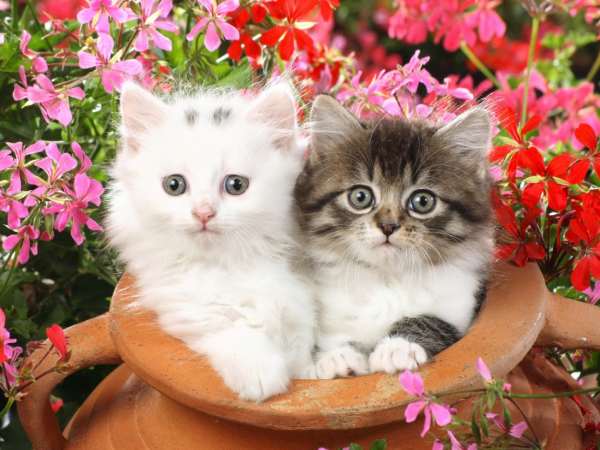 Con số may mắn ngày 16 tháng 4 năm 2026 tuổi Mão theo phong thủy