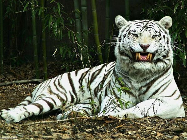 Cọp số mấy theo từng hoàn cảnh cụ thể