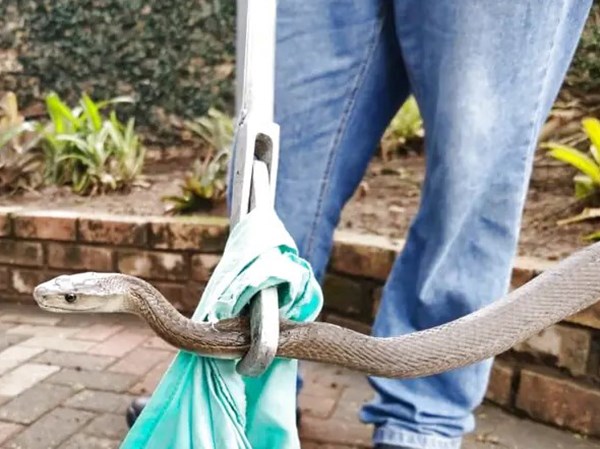 Nằm mơ thấy bắt rắn là điềm gì, chọn con gì thiêng?