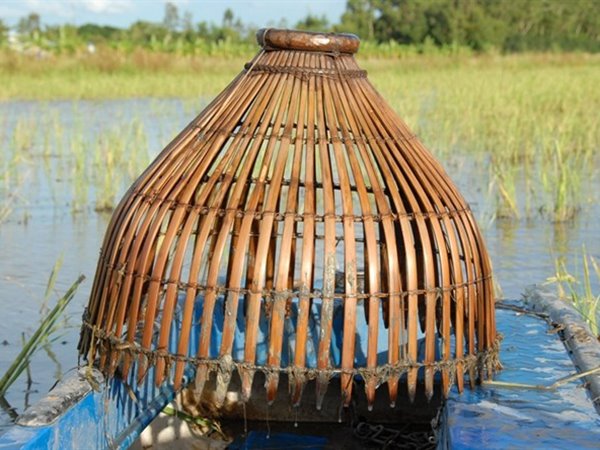 Nằm mơ thấy bắt cá lóc là điềm gì, số mấy đổi vận?